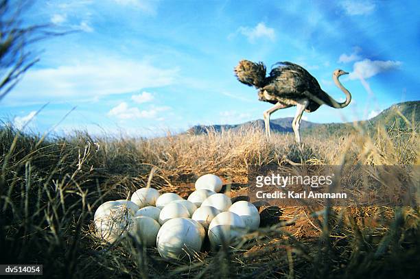close-up of ostrich eggs with ostrich in background (struthio camelus) - ostrich 個照片及圖片檔