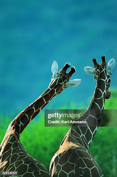 two giraffes (giraffa camelopardalis) - tierhals stock-fotos und bilder