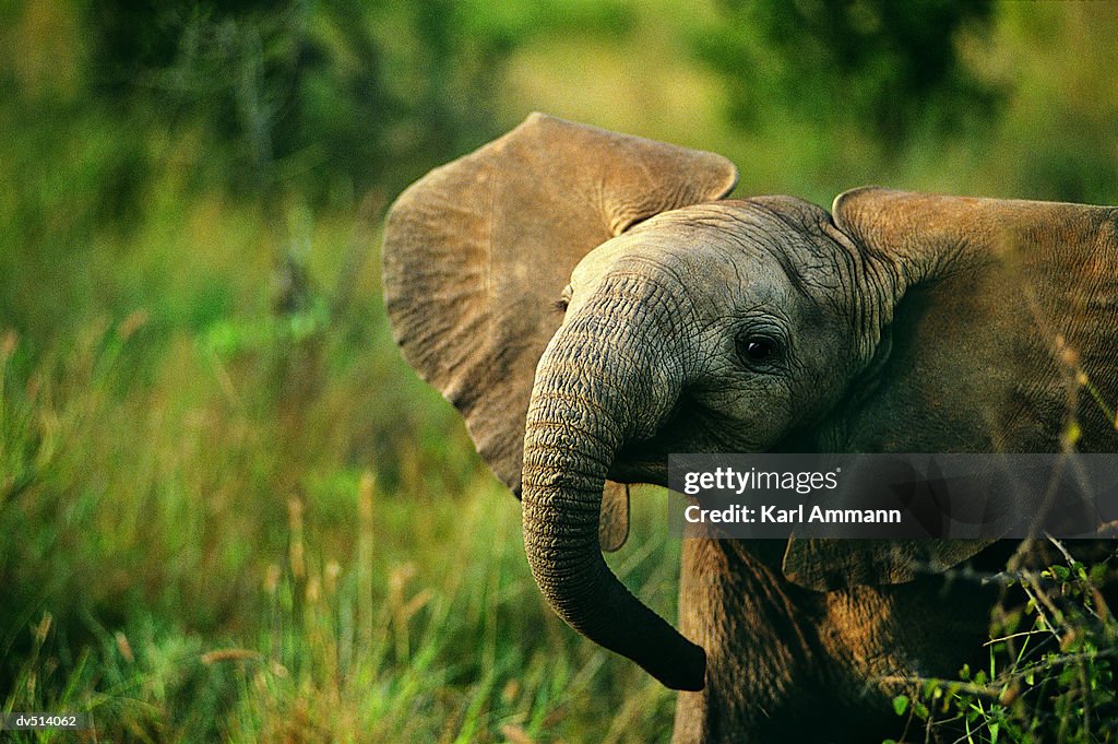 African Elephant (Loxodonta africana)