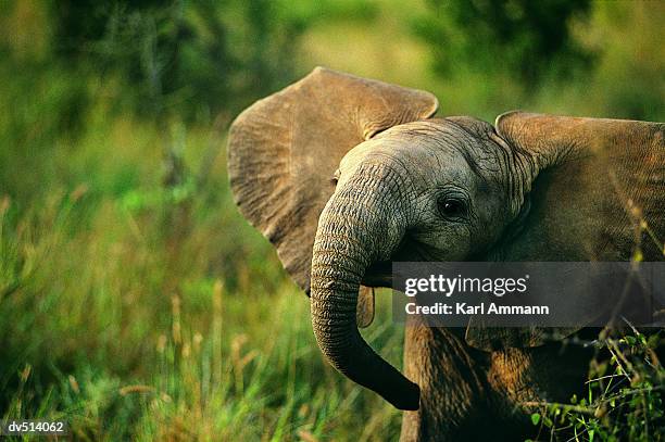 african elephant (loxodonta africana) - elephant calf stock pictures, royalty-free photos & images