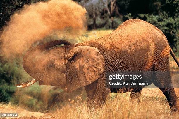 african elephant having a dirt bath (loxodonta africana) - schlammbaden stock-fotos und bilder