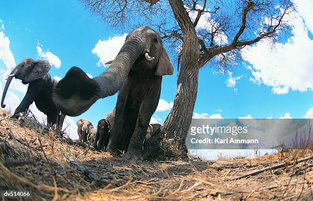 close-up of african elephant's trunk (loxodonta africana) - animal nose stockfoto's en -beelden