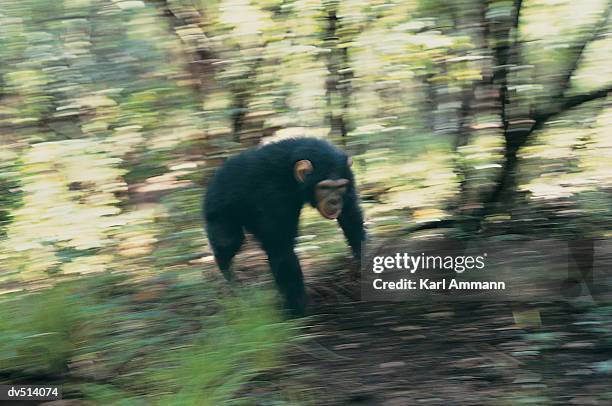 chimpanzee (pan troglodytes) - pan stock-fotos und bilder