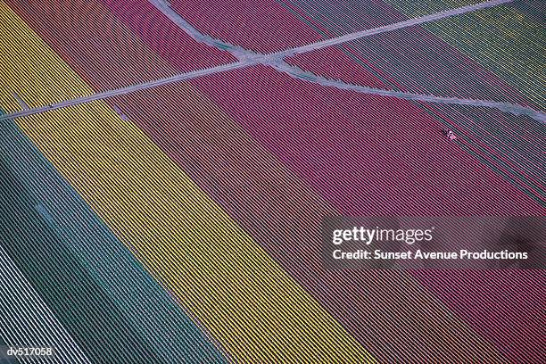 tulip fields, skagit valley, western washington, usa - スカジット郡 ストックフォトと画像