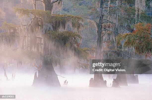 cypress trees, caddo lake near marshall, texas, usa - caddo lake stock pictures, royalty-free photos & images