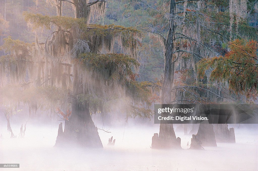 Cypress Trees, Caddo Lake near Marshall, Texas, USA