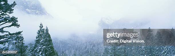 alpine forest - beed stock pictures, royalty-free photos & images