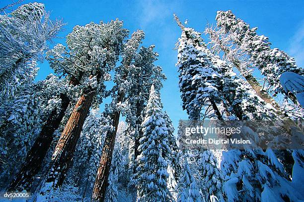 giant redwoods in winter, sequoia national park, california, usa - albero secolare foto e immagini stock