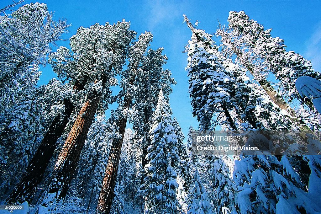 Giant Redwoods in winter, Sequoia National Park, California, USA