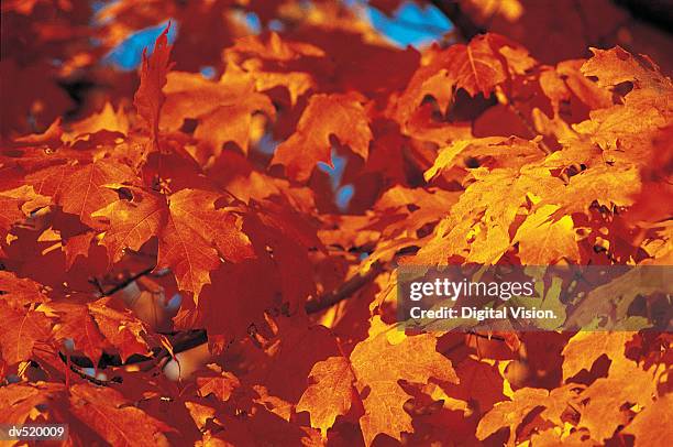 autumn leaves, new england, usa - new england   usa stock pictures, royalty-free photos & images