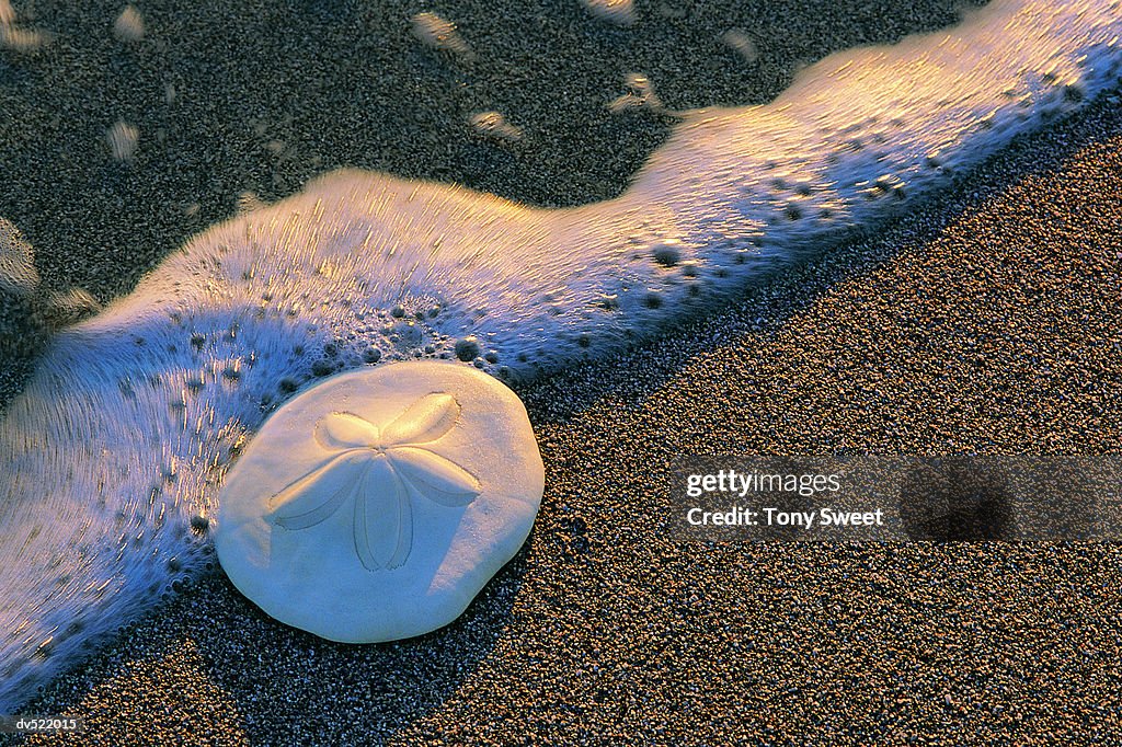 Sand Dollar on beach, Everglades, Florida, USA