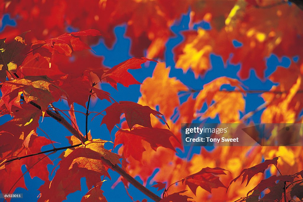 Sugar Maple Leaves, Loch Raven, Maryland, USA
