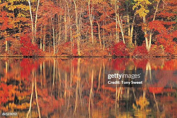 hidden lake, delaware water gap, national recreation area, pennsylvania, usa - delaware water gap national recreation area stock pictures, royalty-free photos & images