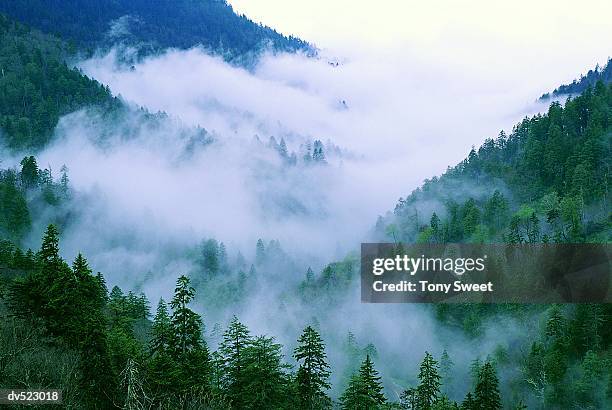 morton trees, great smoky mountains, tennessee, usa - montañas apalaches fotografías e imágenes de stock