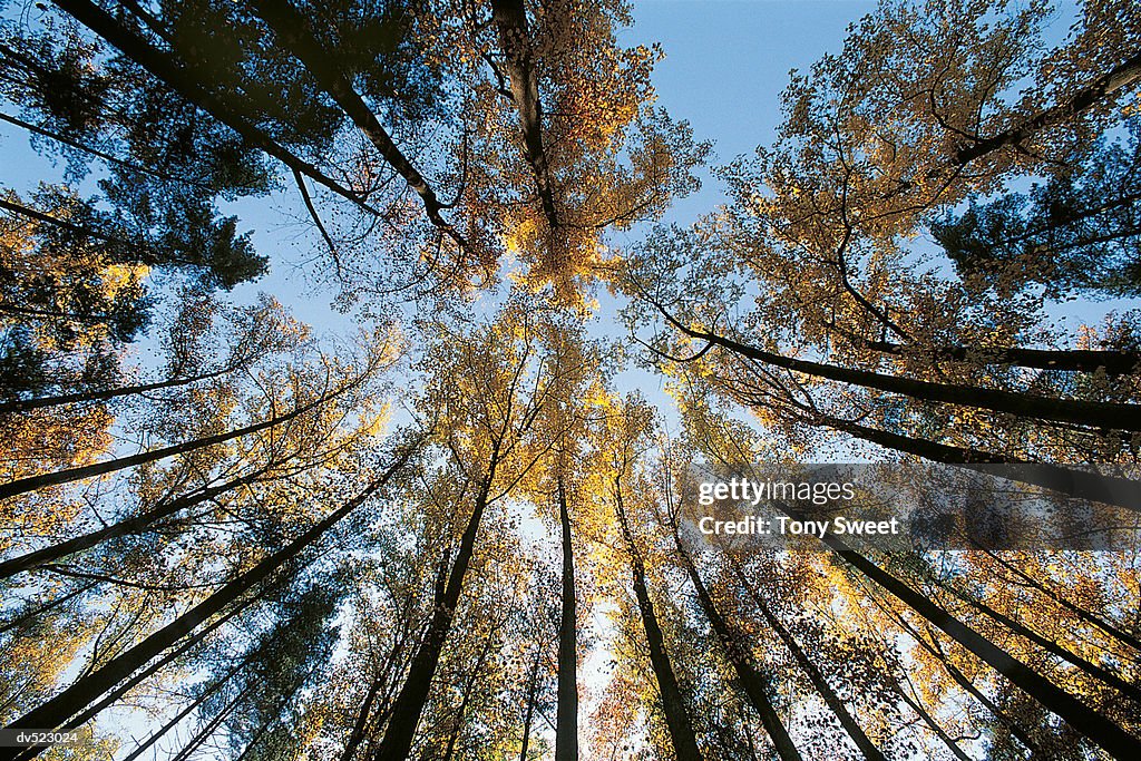 Trees, Loch Raven, Maryland, USA