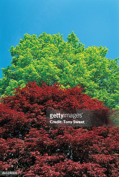 red and green foliage, delaware water gap, national recreation area, pennsylvania, usa - delaware water gap stock pictures, royalty-free photos & images