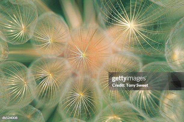 Goatsbeard Roots Goatsbeard Plant Photos and Premium High Res Pictures - Getty Images