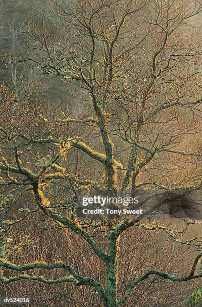 mossy tree, great smoky mountains, tennessee, usa - perry_county,_tennessee fotografías e imágenes de stock