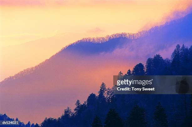 forest, morton, great smoky mountains, tennessee, usa - perry_county,_tennessee stockfoto's en -beelden