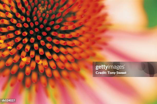 cone flower close-up, hoffman prairie, ohio, usa - hoffman stock pictures, royalty-free photos & images