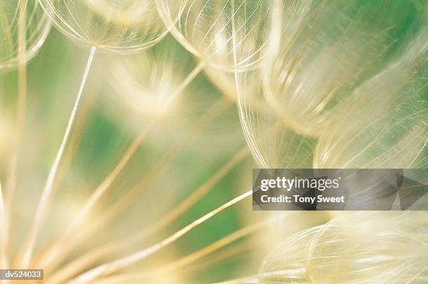 goatsbeard - salsify fotografías e imágenes de stock