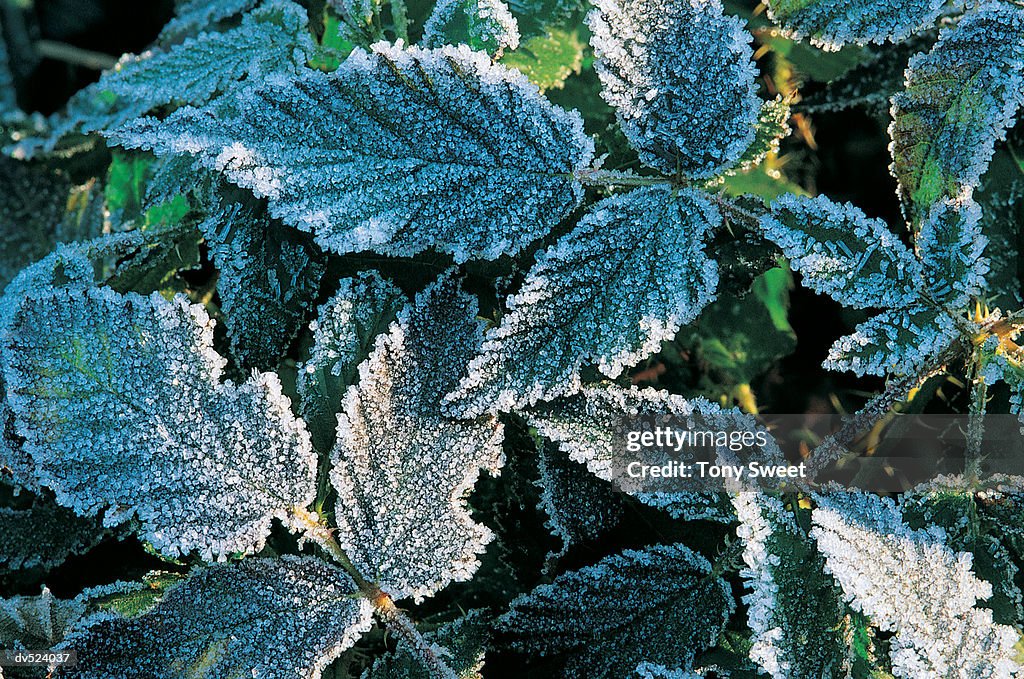 Frost on plant leaves