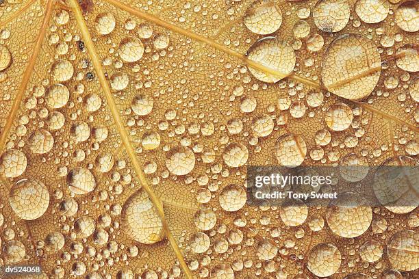 dew drops on leaf - tony stock pictures, royalty-free photos & images