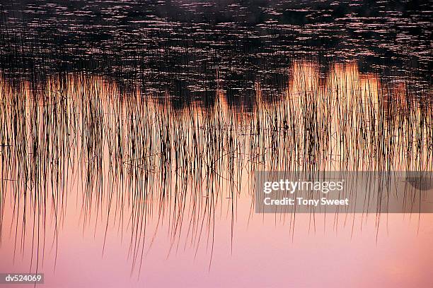 reeds silhouette, gorham bluff, new brunswick, canada, north america - brunswick stock pictures, royalty-free photos & images
