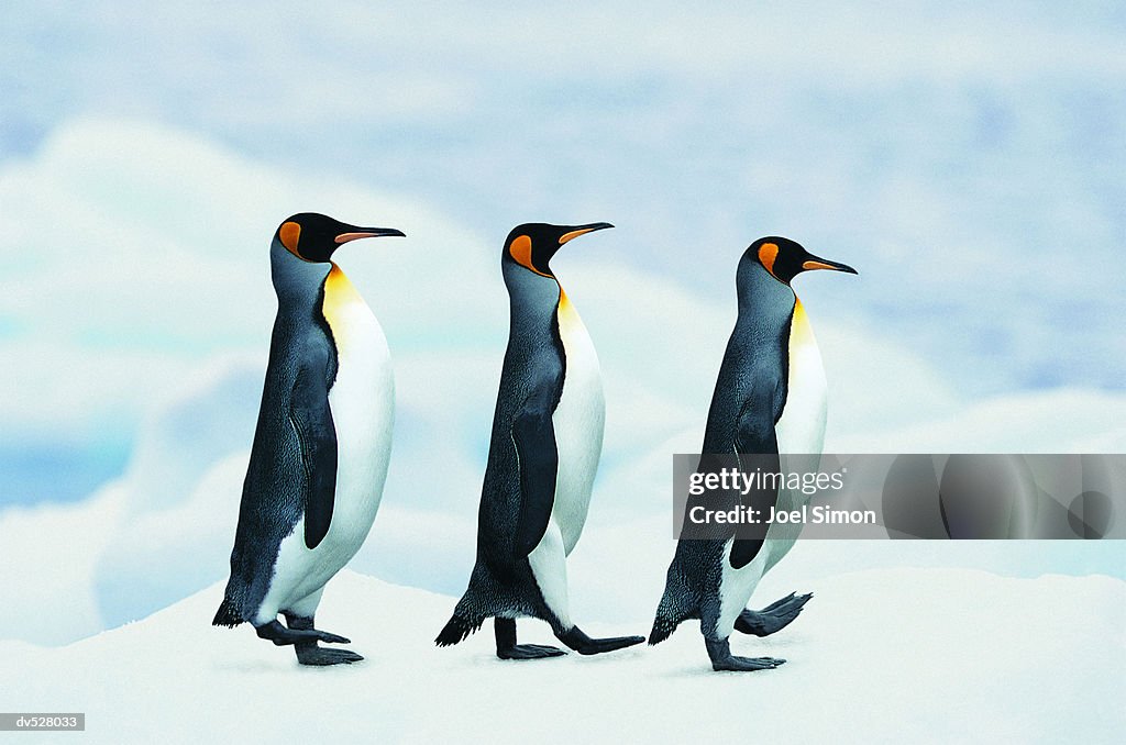 King Penguins walking in single file