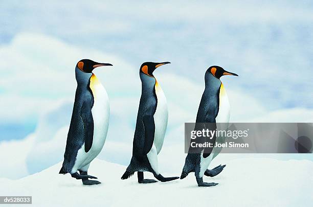 king penguins walking in single file - animals following stock pictures, royalty-free photos & images