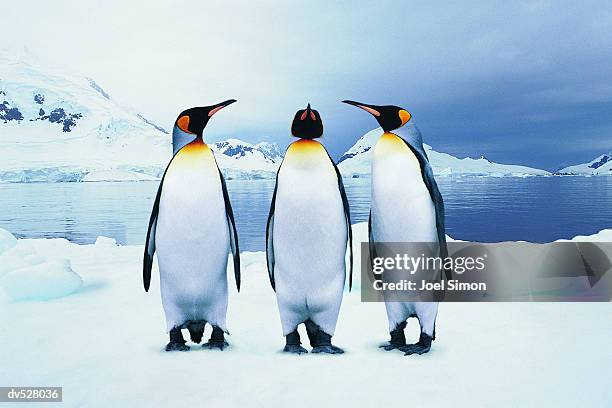 three king penguins - king penguin stockfoto's en -beelden