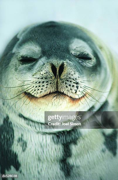 close-up of seal's face - seal animal stock pictures, royalty-free photos & images