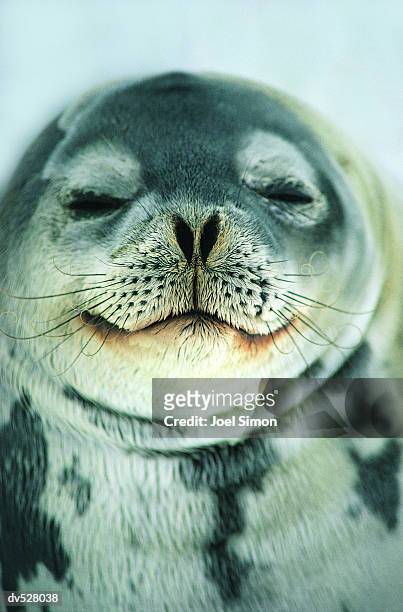 close-up of seal's face - seal animal imagens e fotografias de stock