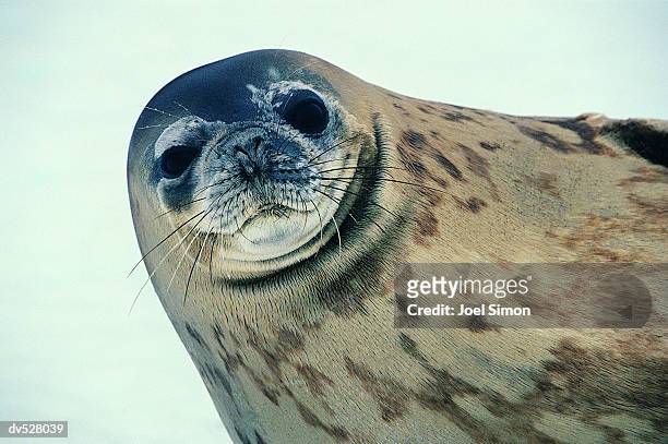 weddell seal (leptonychotes weddellii) - foca fotografías e imágenes de stock