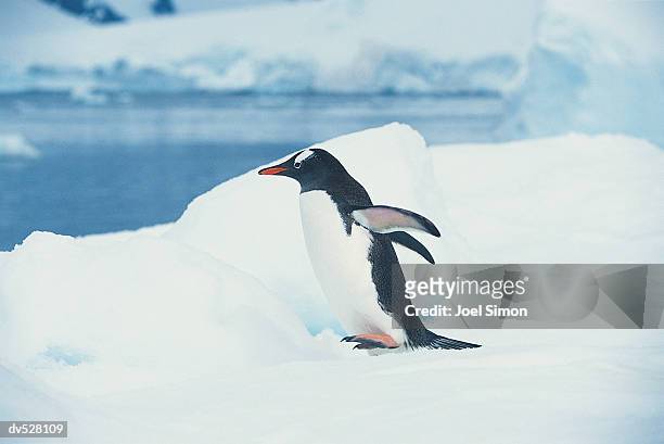 penguin - flightless bird stock-fotos und bilder