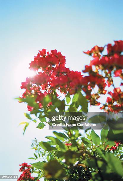 21 866点のナデシコ目のストックフォト Getty Images 21 866点のナデシコ目のストックフォト Getty Images