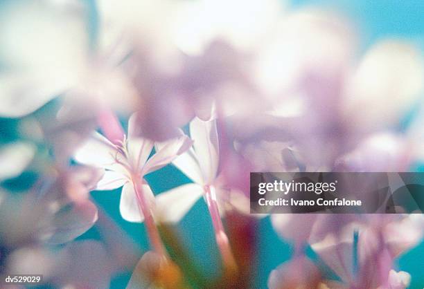 plumbago - plumbago stock pictures, royalty-free photos & images