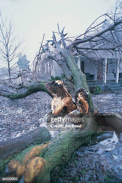 ice storm damage - ice storm stock pictures, royalty-free photos & images