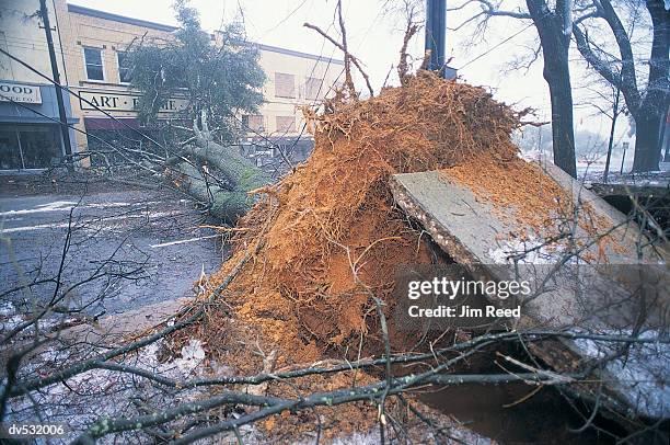 ice storm damage - ice storm stock pictures, royalty-free photos & images