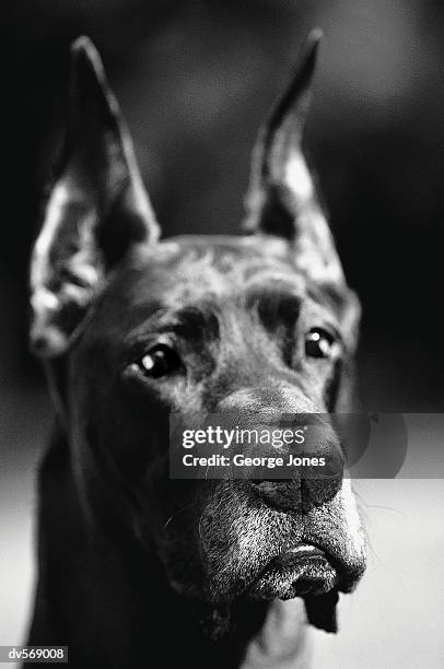 great dane - jones stock pictures, royalty-free photos & images