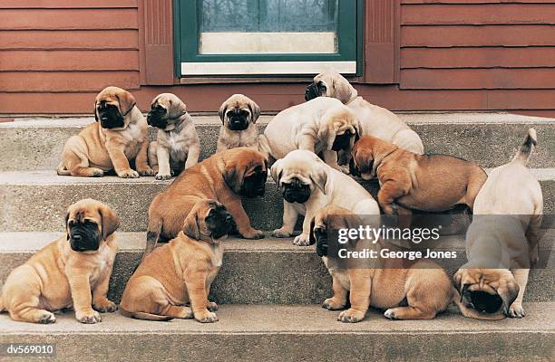 mastiff puppies - jones stock pictures, royalty-free photos & images