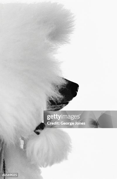 standard poodle - pampered pets stock pictures, royalty-free photos & images