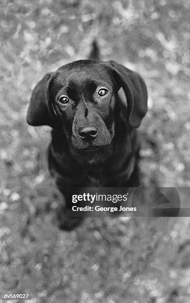 labrador retriever - jones stock pictures, royalty-free photos & images