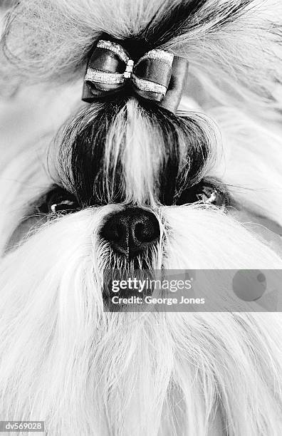 shih tzu - pampered pets stock pictures, royalty-free photos & images