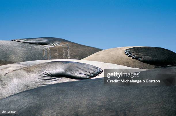 elephant seal abstract - sleeping elephant stock pictures, royalty-free photos & images