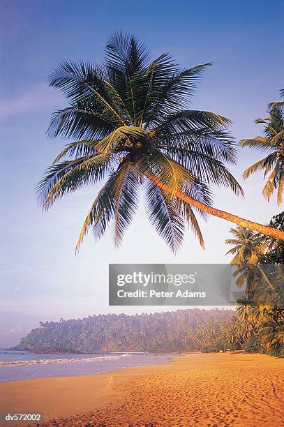 twilight on a tropical beach - twilight beach stock pictures, royalty-free photos & images