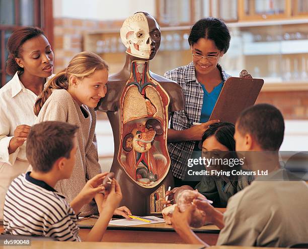 anatomy class - 16 year old male model stock pictures, royalty-free photos & images