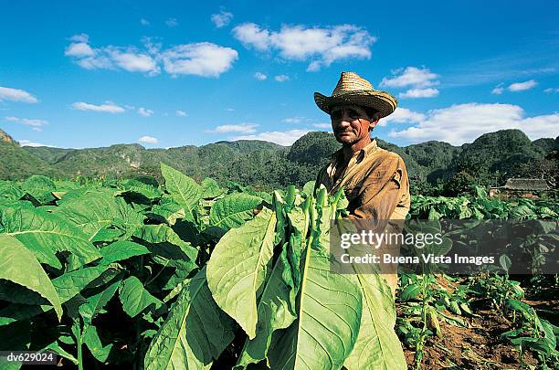 tobacco harvest - pinar del rio fotografías e imágenes de stock