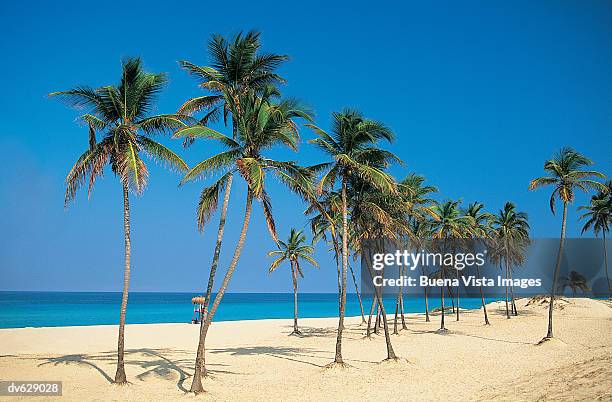 palm trees on caribbean beach - buena vista stock pictures, royalty-free photos & images