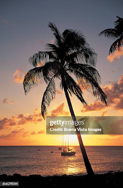 island sunset - buena vista stock pictures, royalty-free photos & images